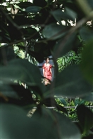 Social Paule Ka Spring Summer 2017 Collection UAE