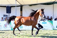 Social HH Sheikh Mansoor-supported Horse Show in Lebanon UAE