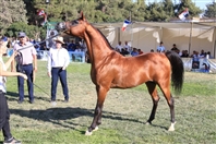 Social HH Sheikh Mansoor-supported Horse Show in Lebanon UAE