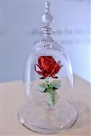 Social Beauty and the Beast Premiere Sponsored by Swarovski  UAE