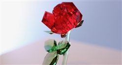 Social Beauty and the Beast Premiere Sponsored by Swarovski  UAE