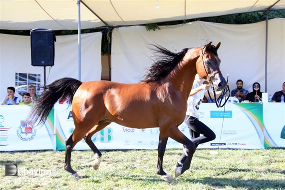 Social HH Sheikh Mansoor-supported Horse Show in Lebanon UAE