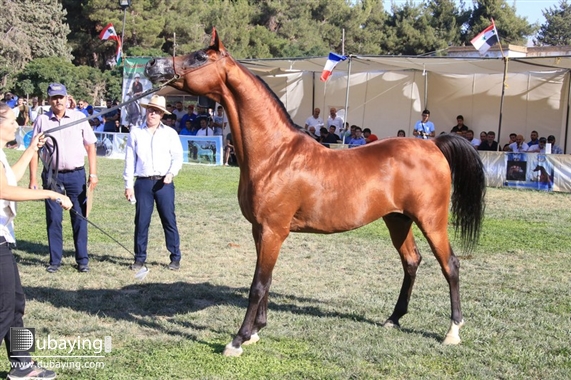 Social HH Sheikh Mansoor-supported Horse Show in Lebanon UAE