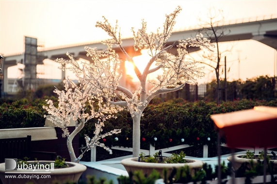 Social Habtoor City opening UAE